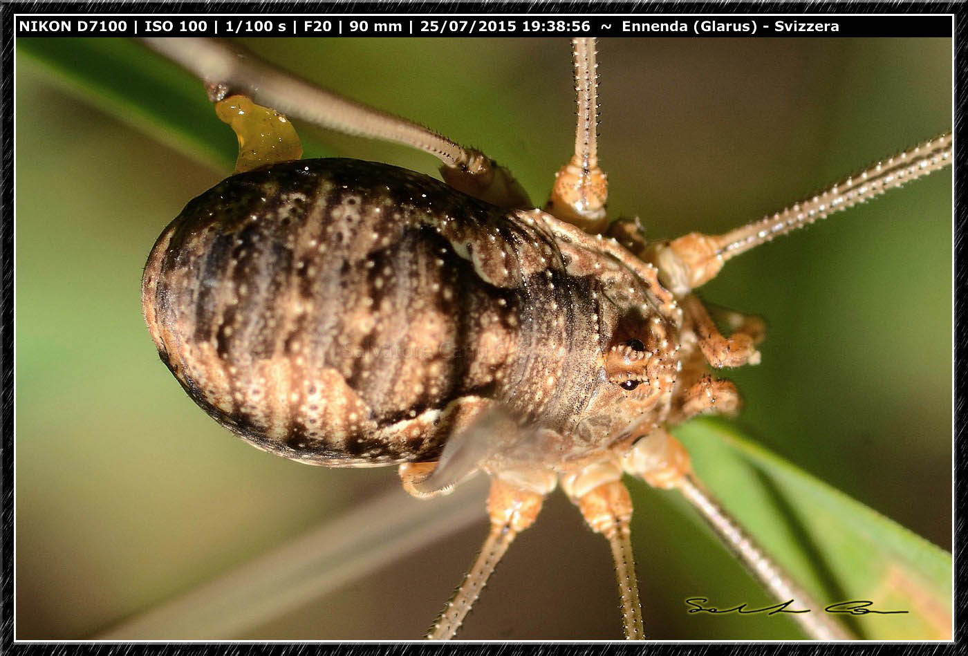 Phalangium sp. -  Ennenda (Svizzera)